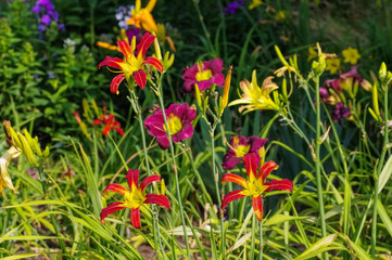 Taglilie Red Ribbons - daylily of the species Red Ribbons