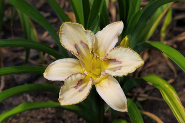 Taglilie Destined To See - daylily of the species Destined To See © LianeM
