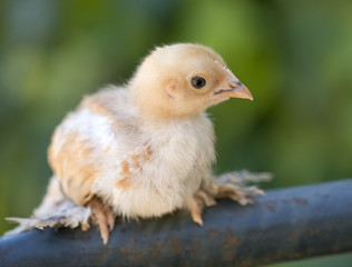 young sabelpoot chick