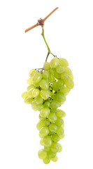 white grapes bunch isolated on white