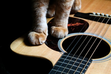 Акустическая гитара и кот