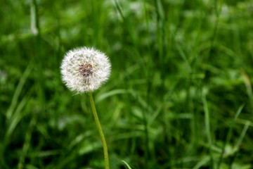 Dandelion 1