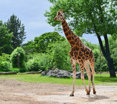 Giraffe walking in wildlife park.