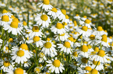 Meadow full of daisies