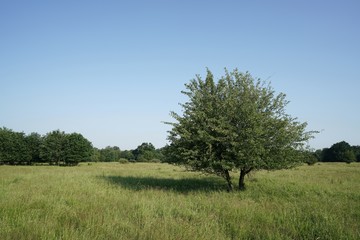 Fototapeta premium einzelner Baum auf einer Wiese im Park