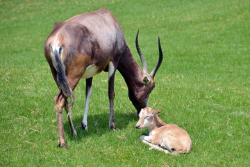 una antilope assiste il suo cucciolo sdraiato sul prato