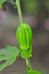 Green bud