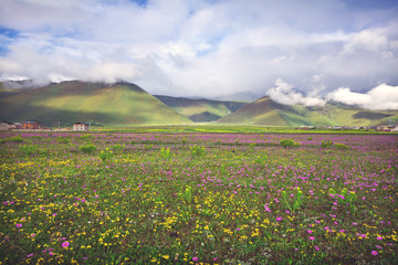 Little flowers in park