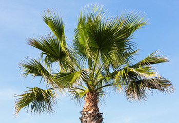 Palm tree on blue sky background.