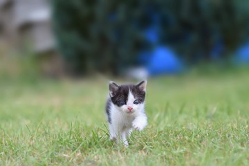 Beautiful small kitten with blue eyes.