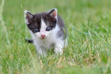Naklejka na ściany i meble Beautiful small kitten with blue eyes.
