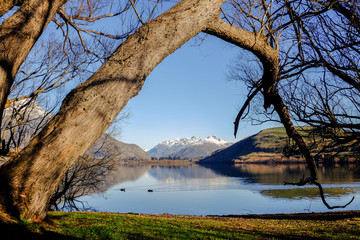 A big tree at the bank of Lake Hayes, New Zealand