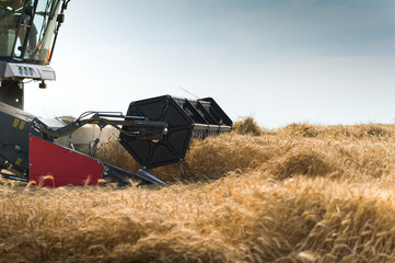 Fototapeta premium Harvesting of soy bean field
