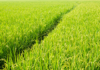 rice field