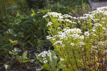 Feverfew herb in white flower brightens up strawberry patch.