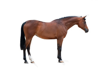 bay arabian mare isolated over a white background