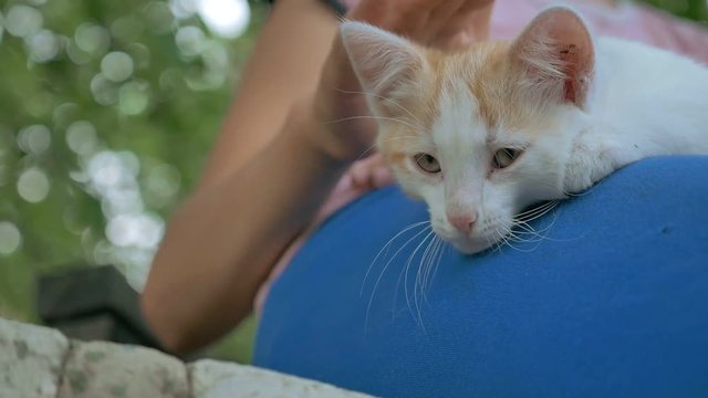 girl brunette teen holding kitten in her cat arms love outdoors