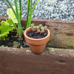 Cute miniature terracotta plant pot - English Stonecrop growing.