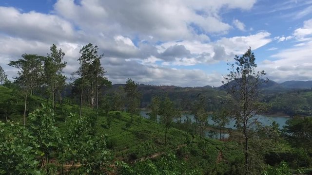 tea plantation hills on Sri Lanka
