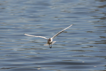 seagull in flight over water