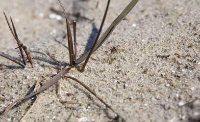 Macro of grass growing in beach sand
