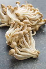 brown shimeji mushrooms