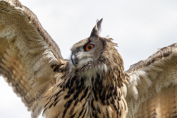 Eurasian eagle-owl. Close-up shot from below.