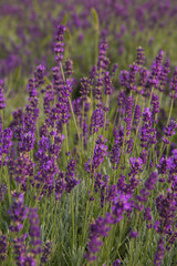 Violet lavender field in Provence