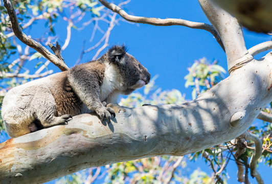 Koala relaxing on a tree branch - Great Otway National Park