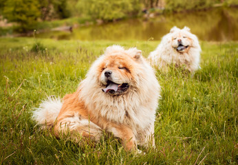 Obraz na płótnie Canvas Beautiful dog chow-chow in the park.