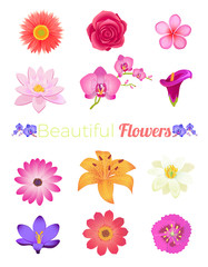 Flower Color Set Design Flat Isolated