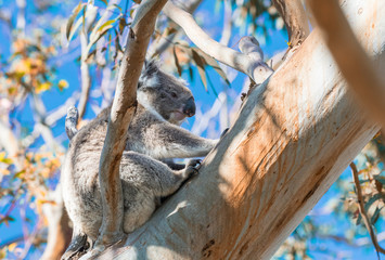 Fototapeta premium Koala relaxing on a tree branch - Great Otway National Park