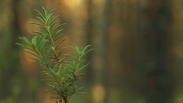 Marsh Labrador tea, Rhododendron tomentosum, Ledum palustre, a twig with leaves