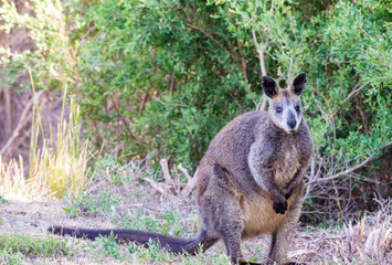 Kangaroo along the road, Victoria forest - Australia