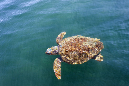 Loggerhead sea turtle (caretta caretta) in Cephalonia (Kefalonia), Greece