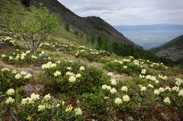 Fototapeta na wymiar flowers on a background of mountains