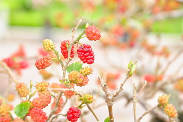 Mulberries