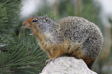 Naklejka na ściany i meble Columbian Ground Squirrel Callling in Banff National Park
