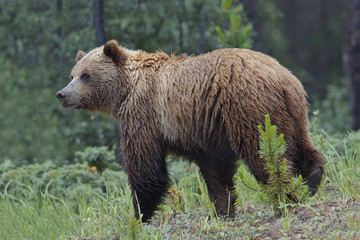 Grizzly Bear - Jasper National Park