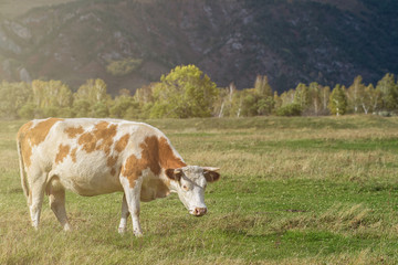 Fototapeta na wymiar Grazing cow in mountain ranch
