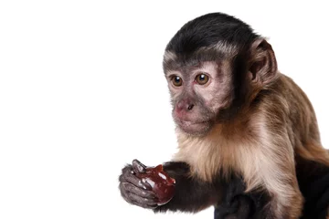 Foto auf Acrylglas Affe süßer kleiner Affe