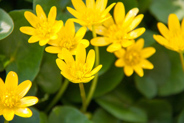 ficaria verna yellow spring flowers as a background