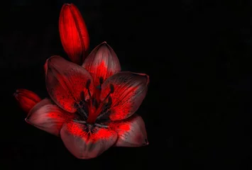 Papier Peint photo Lavable Fleurs wild red flower with a bud on a black background