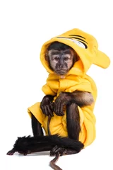 Photo sur Aluminium Singe cute little monkey