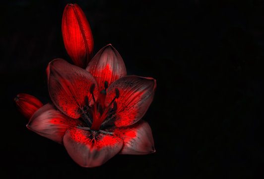 Fototapeta wild red flower with a bud on a black background