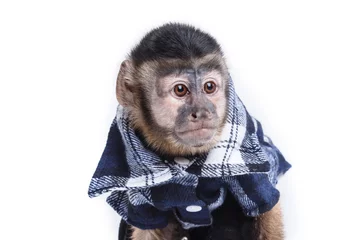 Abwaschbare Fototapete Affe süßer kleiner Affe