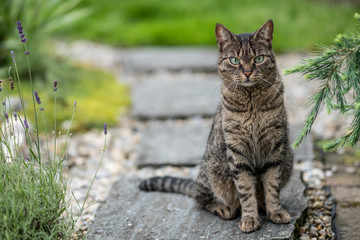 Katze im Garten