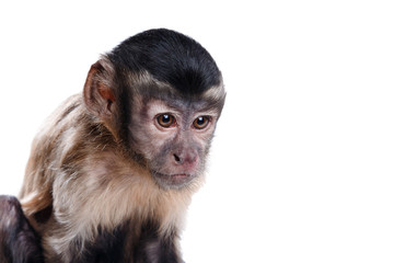 Obraz premium cute little monkey