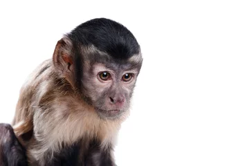 Photo sur Plexiglas Singe cute little monkey