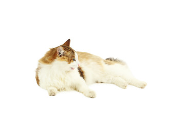 Beautiful cat isolated on a white background